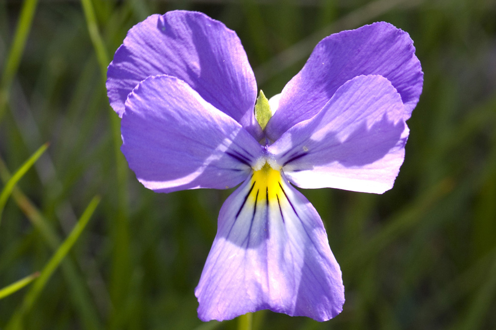 Viola calcarata/Viola con sperone